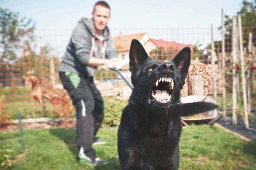 Buffalo Dog Bite Law Update: NY Court Ends “One Free Bite” Rule